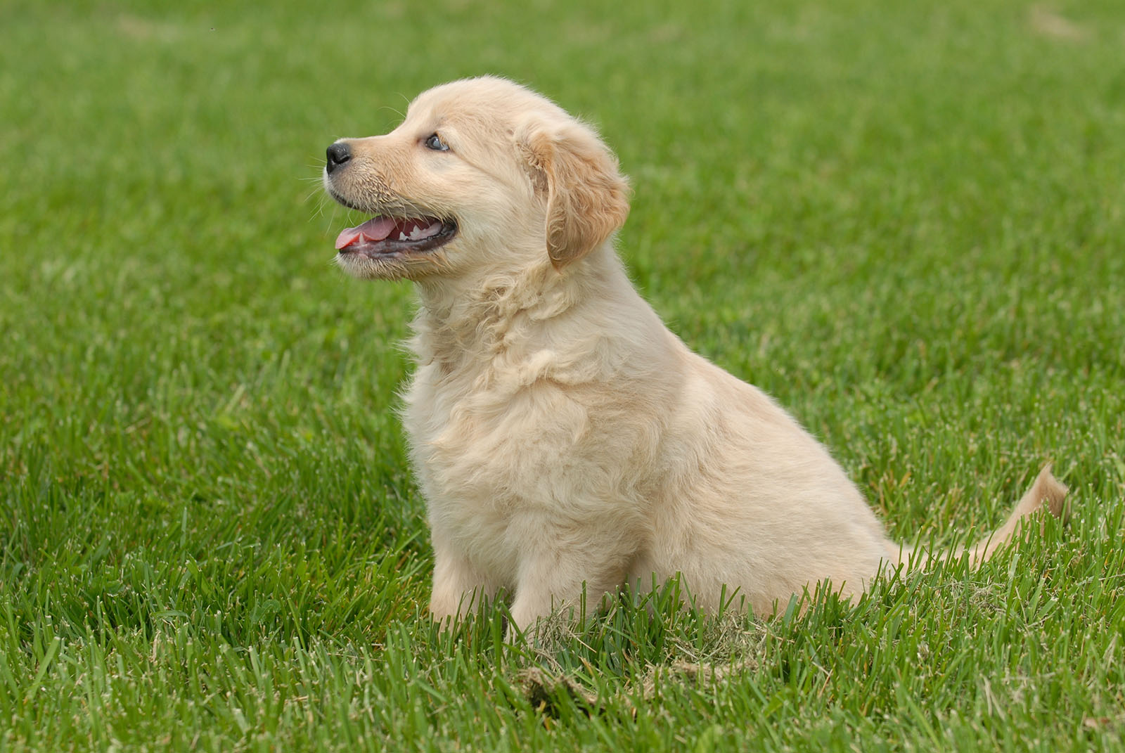 Puppy Training